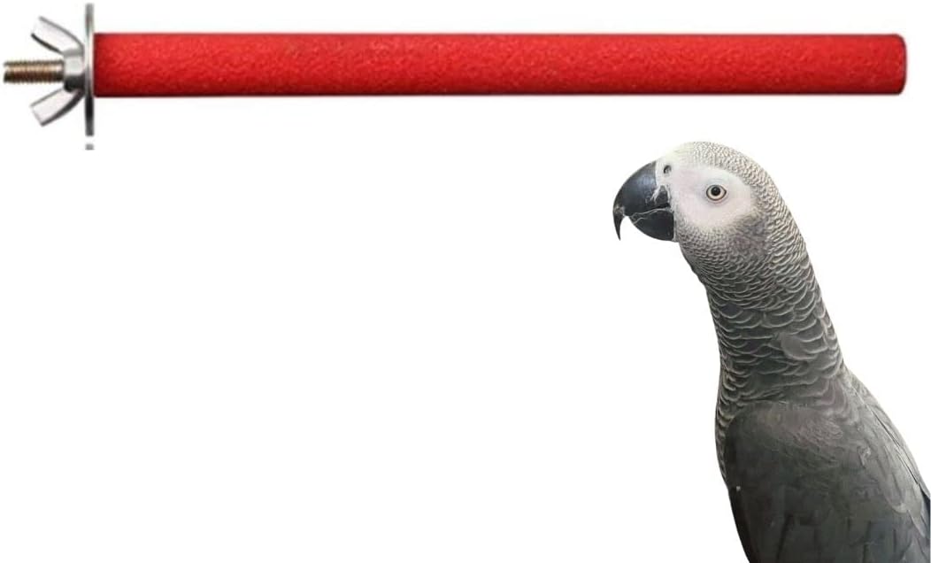 Petsary Sandy Paws Paradise: Parrot Pedicure Perch!