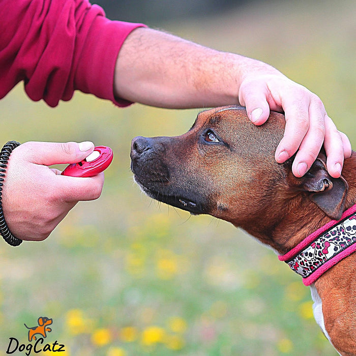 Pawsome Pet Training Clicker (Orange)